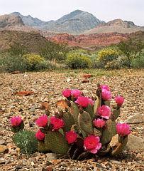 blooming_beavertail.jpg (18070 bytes)