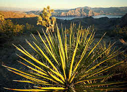 Lake Mead